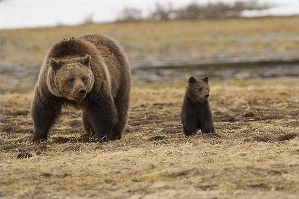 Grizzlyb�rin (Ursus arctos horribilis) mit Juntier. Aufgenommen im Yellowstone NP, Wyoming (USA) kurz nach der Schneeschmelze.<br />Nikon D3s mit AF-S NIKKOR 500 mm 1:4G ED VR und TC-14e II