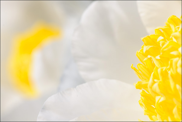 Wei�e Pfingstrose (Paeonia) im Doppel. Durch die geschickte Wahl der Perspektive konnte die Rose stark betont werden.<br />Nikon D3x mit AF-S Micro NIKKOR 105 mm 1:2,8G VR