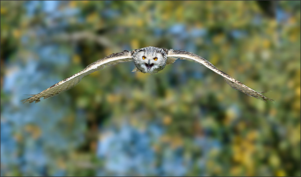 Sibirischer Uhu (Bubo bubo sibiricus) im Anflug.<br />Nikon D3x mit AF-S NIKKOR 500 mm 1:4G ED VR und TC-14e II