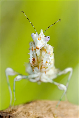 Makro-Portrait einer afrikanischen Bl�tenmantis (Pseudocreobotra wahlbergii).<br />Nikon D3x mit AF-S Micro NIKKOR 105 mm 1:2,8G VR
