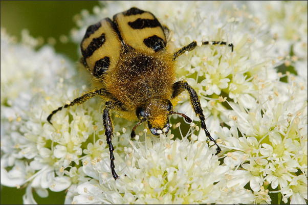 Ein seltener Gast: Geb�nderte Pinselk�fer (Trichius fasciatus).<br />Nikon D200 mit AF-S Micro NIKKOR 105 mm 1:2,8G VR