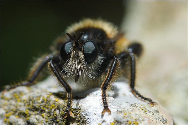 Eine Gelbe Mordfliege (Laphria flava). Offensichtlich gibt es auch bei Insekten B�rte!<br />Nikon D200 mit AF-S Micro NIKKOR 105 mm 1:2,8G VR mit Zwischenring