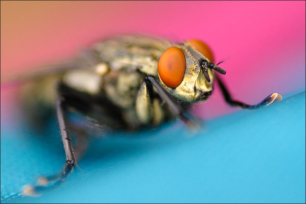 Farbkontraste. Die Stubenfliege wirkt bei dieser Farbzusammenstellung besonders frech.<br />Nikon D200 mit AF Micro NIKKOR 60 mm 1:2,8D mit Zwischenring