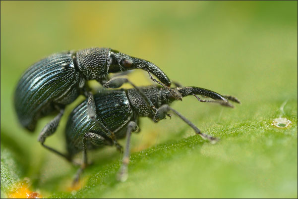 Zwei Kr�ftige Stockrosen-Spitzmausr�ssler (Aspidapion validum) bei der Paarung (4,6-fache Vergr��erung).<br />Nikon D800E mit Leica Photar II 25 mm f2.0 an umgebautem Olympus Telescopic Auto Extension Tube 65-116 mm