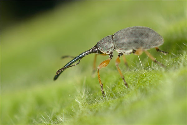 Das Langr�sslige Stockrosen-Spitzm�uschen (Rhopalapion longirostre) misst nur 4,5 mm.<br />Nikon D800E mit Leica Photar II 25 mm f2.0 an umgebautem Olympus Telescopic Auto Extension Tube 65-116 mm