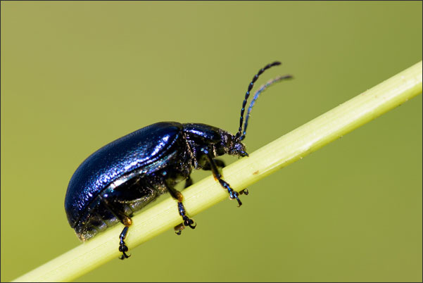 Der Blaue Erlenblattk�fer (Agelastica alni) ist mit seiner blauen F�rbung recht auff�llig.<br />Nikon D800E mit AF-S VR MICRO-NIKKOR 105 mm 1:2.8G IF-ED mit TC-14e II