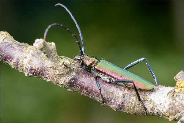 Der Moschusbock (Aromia moschata) hat eine wundersch�ne schillernde F�rbung.<br />Nikon D800E mit AF-S VR MICRO-NIKKOR 105 mm 1:2.8G IF-ED