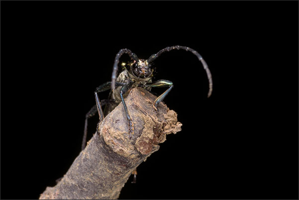 Portrait eines Moschusbock (Aromia moschata) direkt von vorne.<br />Nikon D800E mit AF-S VR MICRO-NIKKOR 105 mm 1:2.8G IF-ED